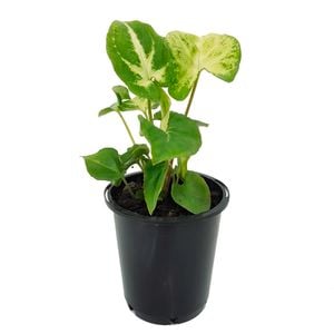 70mm Arrowhead Plant - Syngonium podophyllum Pixie