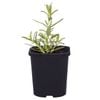 95mm Food for Life Range Pink Rosemary - Rosmarinus officinalis
