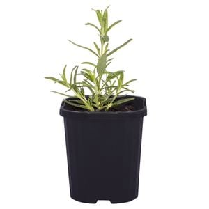 95mm Food for Life Range Pink Rosemary - Rosmarinus officinalis