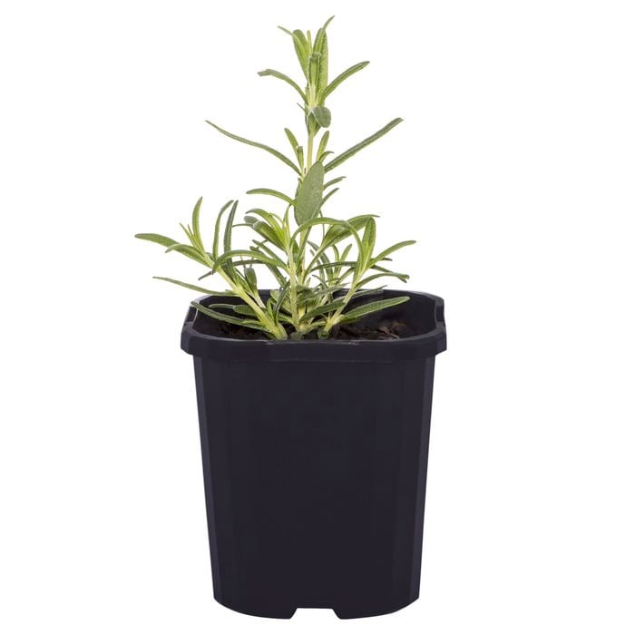 95mm Food for Life Range Pink Rosemary - Rosmarinus officinalis