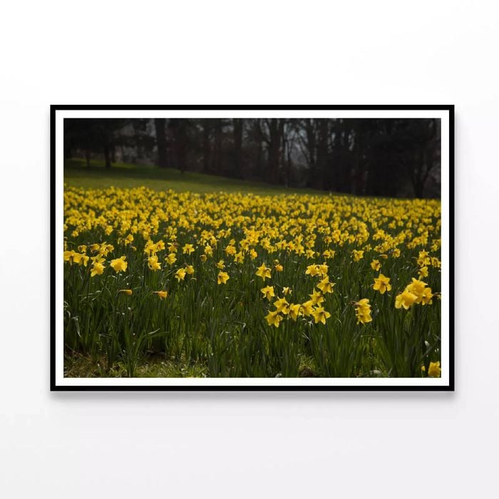 Yellow Flowers in a Meadow  Print 100% Australian Made 90x60cm  (Poster)
