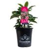175mm Frostkiss® Tutu - Helleborus Tutu
