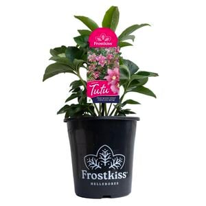 175mm Frostkiss® Tutu - Helleborus Tutu