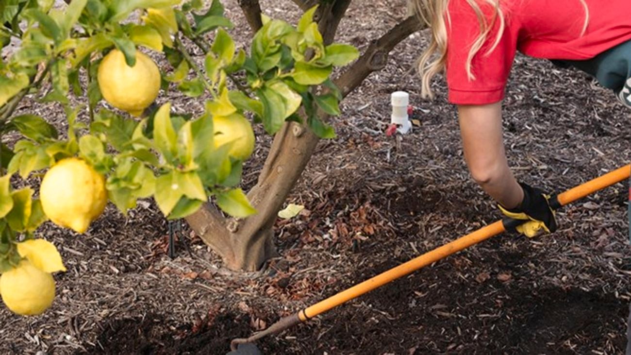 Person digging near lemon tree.