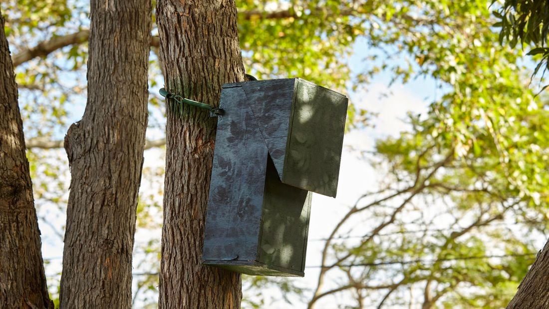 A completed bird nesting box mounted onto a tree