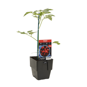 125mm Tomato Berry - Lycopersicum esculentum F1 Hybrid