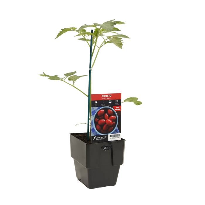 125mm Tomato Berry - Lycopersicum esculentum F1 Hybrid