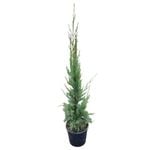 4L Conifer Totem - Cupressus