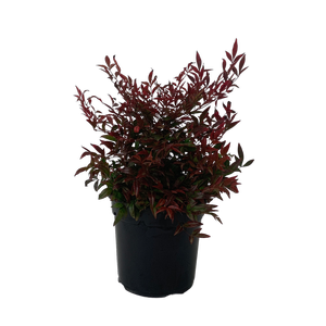2.5L Chinese Bamboo - Nandina gulfstream