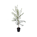 30L Olive J5 - Olea europaea