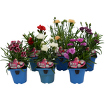12cm Assorted Carnation - Dianthus caryophyllus