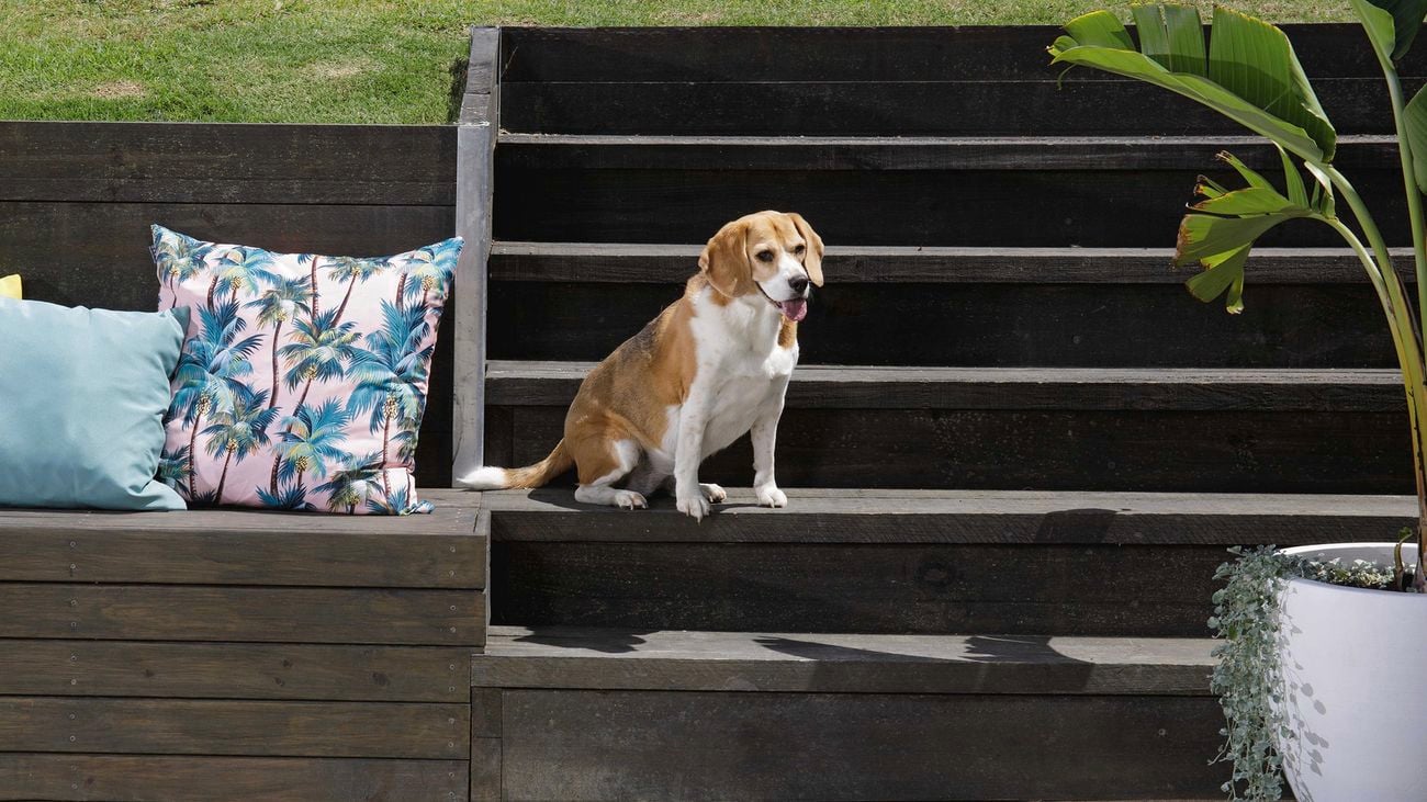 A dog sitting on steps leading down to outdoor dining area