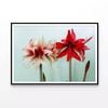 A Group of Red Lily Flowers  Print 100% Australian Made 120x90cm  (Poster)