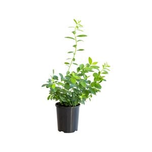 120mm Blueberry Sunshine Blue - Vaccinyum corymbusm