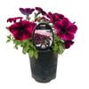 Gardening Solutionz 14cm Cosmic Petunia Purple