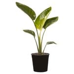 250mm Strelitzia Nicolai – Bird of Paradise