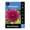 Bloomin Bulbs Dahlia Chad - Dahlia hybrids - 1 Pack