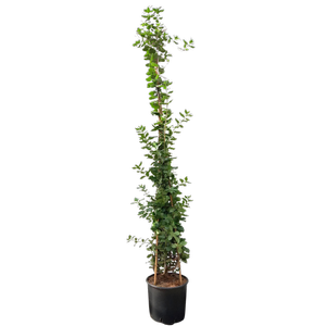 3.3L Silk Tassel Bush - Garrya elliptica James Roof