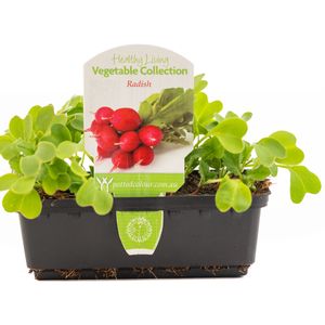 Punnet Radish - Raphanus sativus