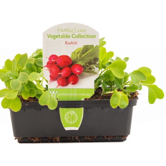 Punnet Radish - Raphanus sativus