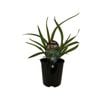 1.9L Dianella Emerald Arch - Dianella tasmanica 