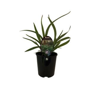 1.9L Dianella Emerald Arch - Dianella tasmanica 