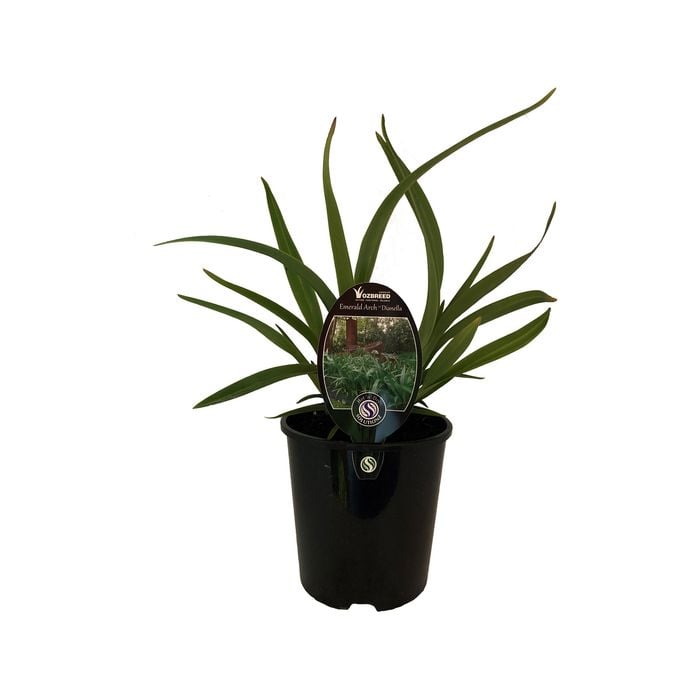 1.9L Dianella Emerald Arch - Dianella tasmanica 