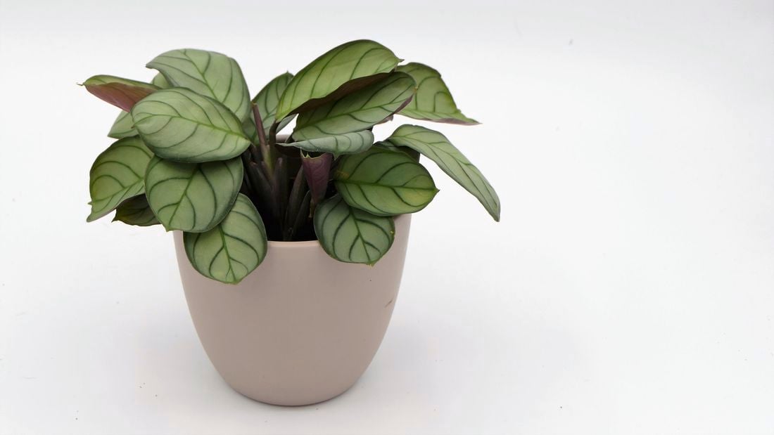 A close up of a Ctenanthe burle-marxii plant.
