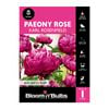 Bloomin' Bulbs Paeony Rose Karl Rosenfield 1 Pack