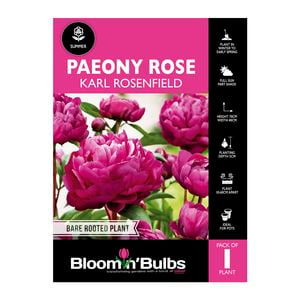 Bloomin' Bulbs Paeony Rose Karl Rosenfield 1 Pack