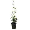 3.5L Chilean Jasmine - Mandevillea laxa