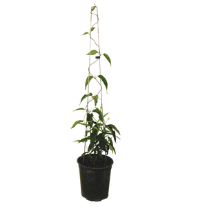 3.5L Chilean Jasmine - Mandevillea laxa