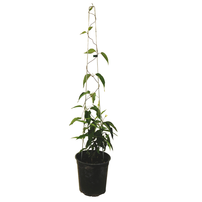 3.5L Chilean Jasmine - Mandevillea laxa