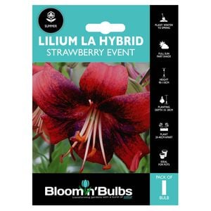 Bloomin' Bulbs Summer Aqua Lilium Strawberry Event - 1 Pack