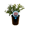 140mm Blueberry Kisses - Blueberry Vaccinium hybrid
