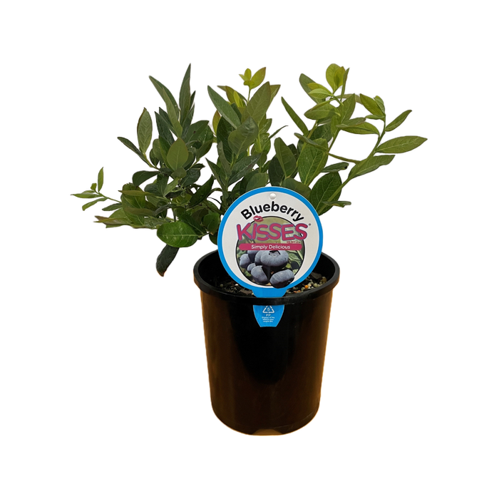 140mm Blueberry Kisses - Blueberry Vaccinium hybrid