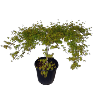 30L Laceleaf Japanese Maple - Acer palmatum Emerald Lace