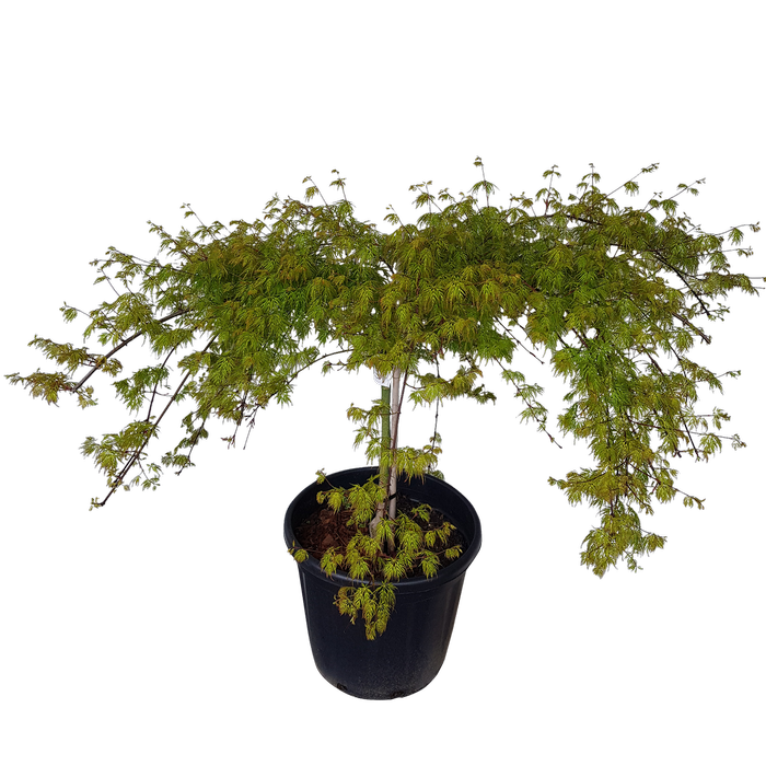 30L Laceleaf Japanese Maple - Acer palmatum Emerald Lace