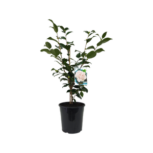 200mm Camellia Hawaii - Camellia japonica
