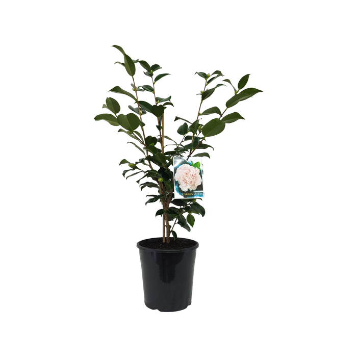 200mm Camellia Hawaii - Camellia japonica