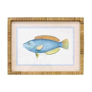 Lvd Coastal Ratten Framed Fish Species Print Wall Hanging Decor 45x60cm Assorted