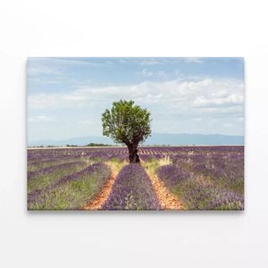 Lavender Row with Almond Tree  Print 100% Australian Made 75 x 50cm  (Stretched)