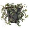 120mm Silver Sprinkles - Pilea libanensis