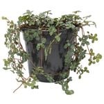 120mm Silver Sprinkles - Pilea libanensis