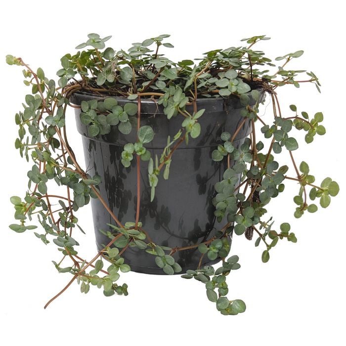 120mm Silver Sprinkles - Pilea libanensis