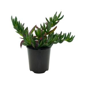 140mm Carpobrotus Yellow - Carpobrotus rossii