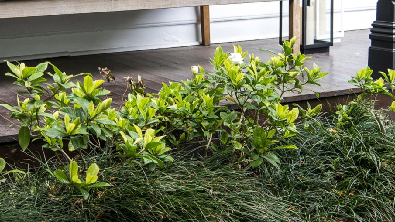 Garden with stone paving and trimmed shrubbery surrounding path.