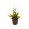 200mm Cytisus - Cytisus racemosus nana