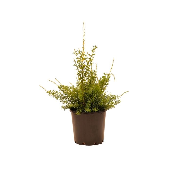 200mm Cytisus - Cytisus racemosus nana