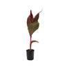 2.5L Canna Tropicanna - Canna hybrid